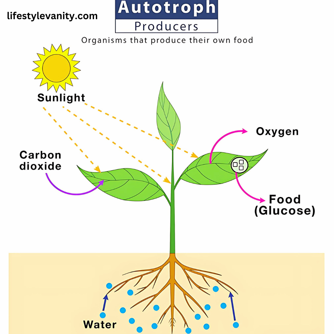 Food Web Components