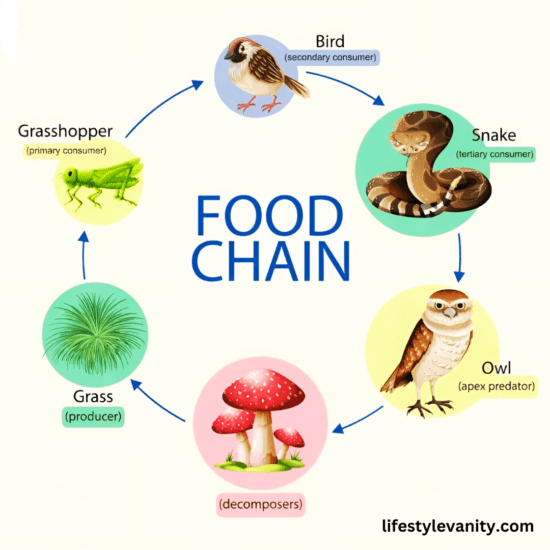 Food Chains