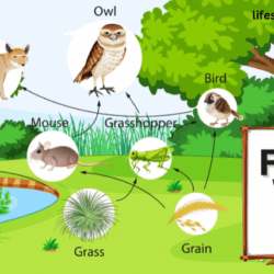 Food Web