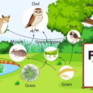 Food Web