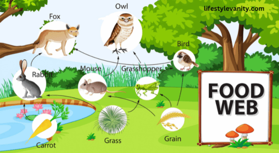 Food Web