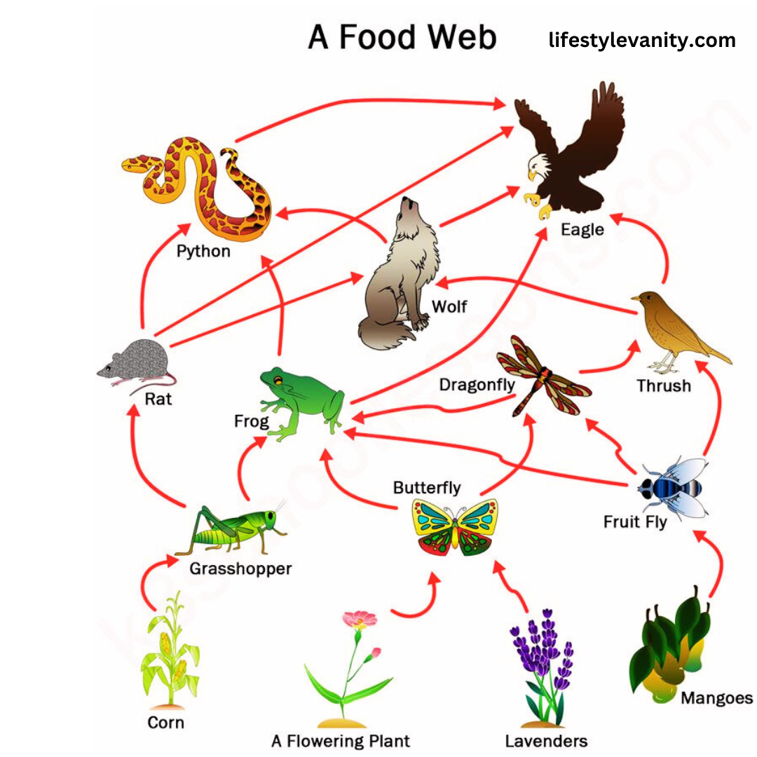 Food Web