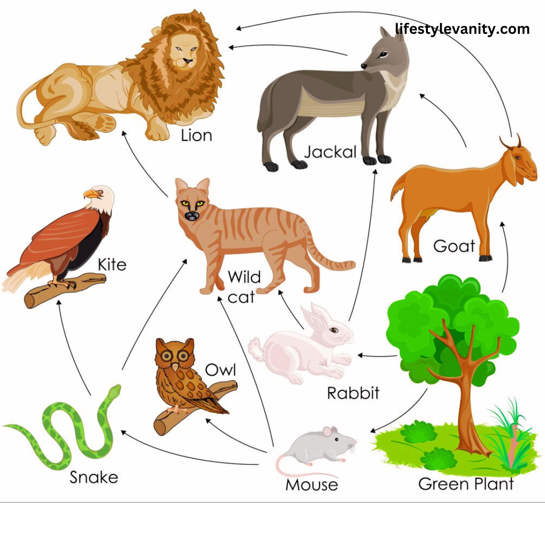 Food Web process